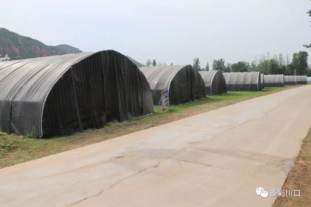 川口乡最新项目，引领乡村发展的全新篇章
