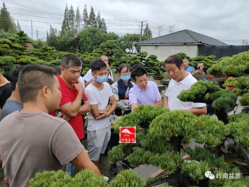 园艺镇最新新闻速递