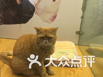 探索猫咪最新版域，宠物世界与数字时代的独特魅力结合