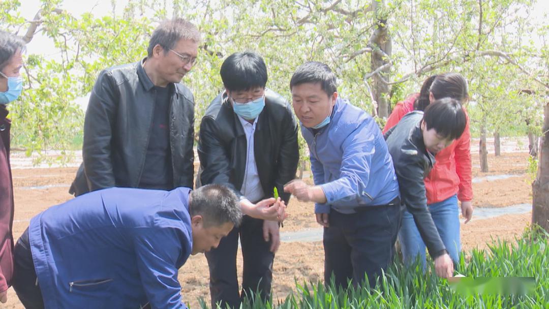 旬邑县农业农村局最新项目助力农业现代化与乡村振兴推进