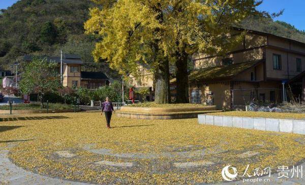 色树坝村最新项目，乡村振兴的新动力源泉