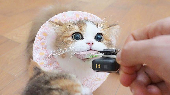 猫播最新版，全新互动娱乐体验探索