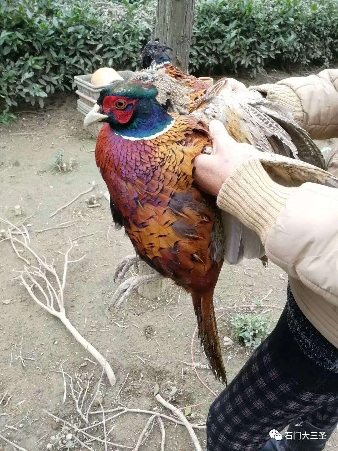 跃旋 第2页