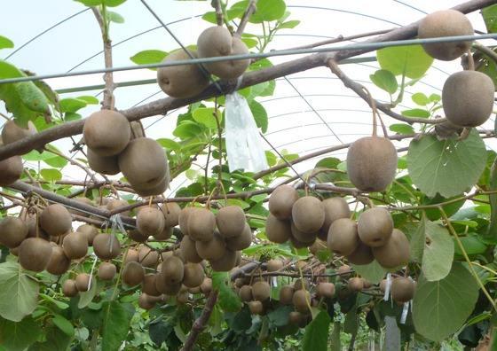 猕猴桃最新种植技术与管理方法概述